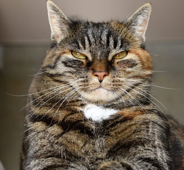 CA&T Team - Coaching Assessment and Transformation