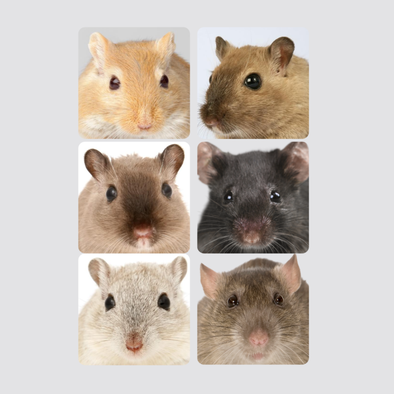 MICE Team - Multiple Independent Community of Excellence